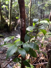 Atherosperma moschatum