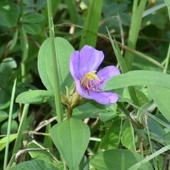 Melastoma malabathricum
