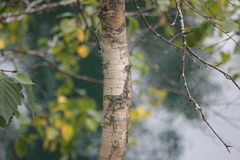 Betula pubescens