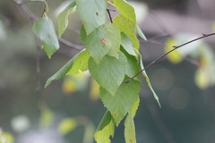 Betula pubescens