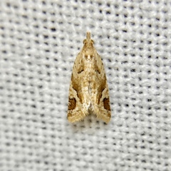 Euphona euphona