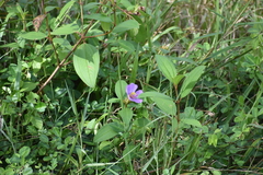 Melastoma malabathricum