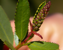 Colliguaja odorifera