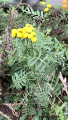 Tanacetum vulgare