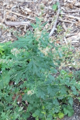 Artemisia vulgaris