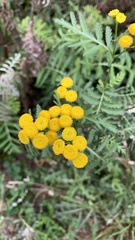 Tanacetum vulgare