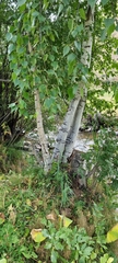 Betula