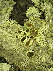 Lecanoromycetes