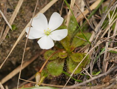 Drosera aberrans