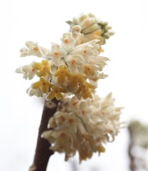 Edgeworthia chrysantha