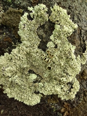 Lecanoromycetes