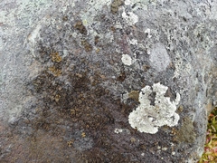Lecanoromycetes