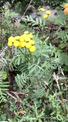 Tanacetum vulgare