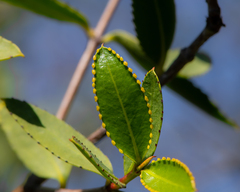 Colliguaja odorifera