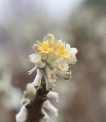 Edgeworthia chrysantha