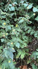 Geum urbanum