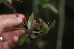 Loranthaceae