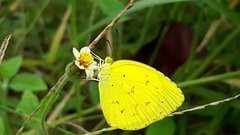 Eurema hecabe