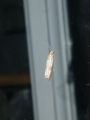 Amydria effrenatella