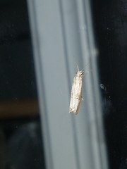 Amydria effrenatella