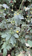 Geum urbanum