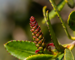 Colliguaja odorifera