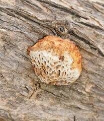 Hexagonia vesparia