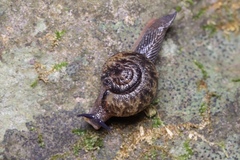 Helicarionoidea