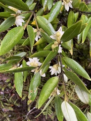 Atherosperma moschatum