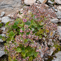 Adenostyles leucophylla