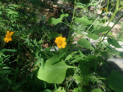 Image of Tithonia thurberi by no rights reserved