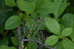Eragrostis amabilis