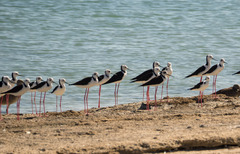 Himantopus leucocephalus