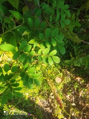 Indigofera hirsuta
