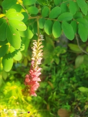 Indigofera hirsuta