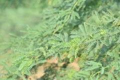 Prosopis juliflora