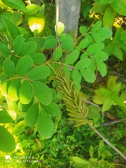 Indigofera hirsuta
