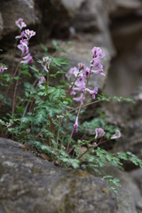 Corydalis