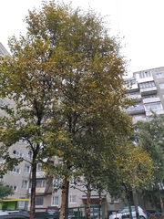 Melampsoridium betulinum