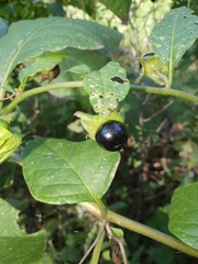 Atropa belladonna