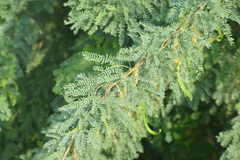 Prosopis juliflora