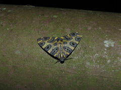 Pantherodes