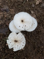 Chlorophyllum hortense