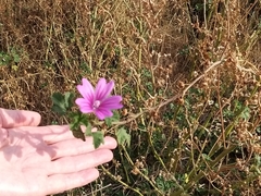 Malva sylvestris