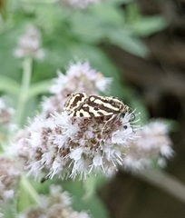 Acontia trabealis