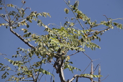 Moringa ovalifolia