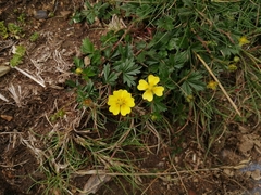 Potentilla crantzii