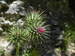 Ptilostemon strictus