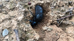 Meloe proscarabaeus