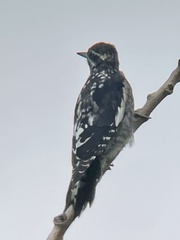 Sphyrapicus nuchalis